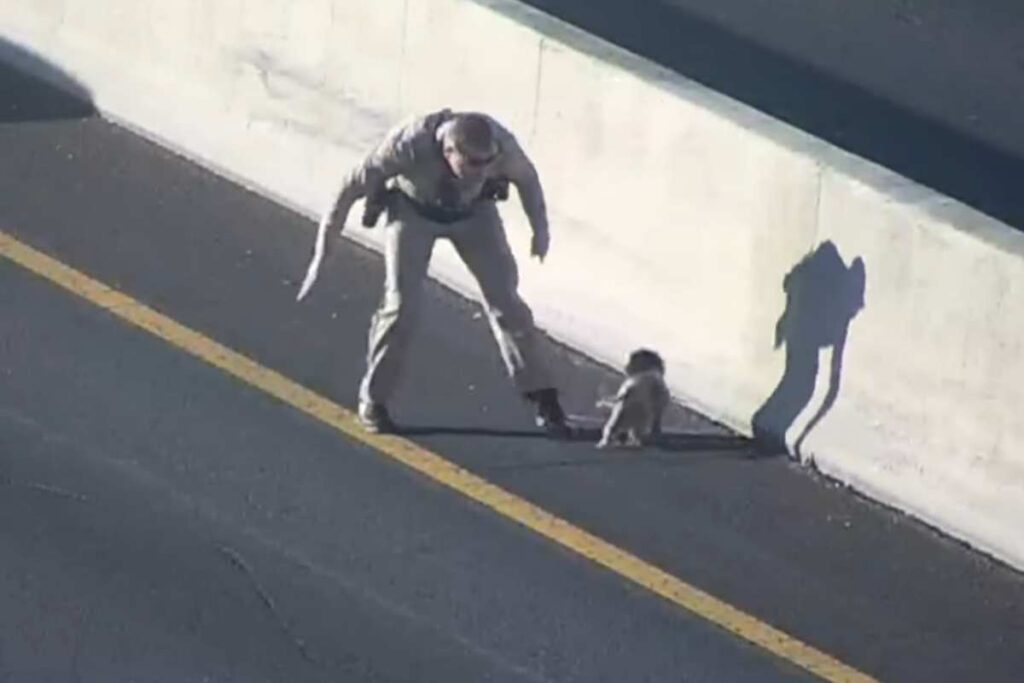 cane abbandonato in autostrada