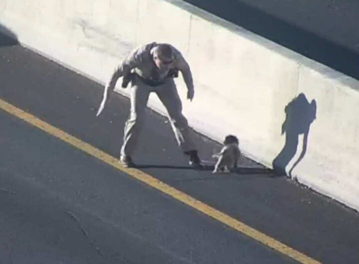 cane abbandonato in autostrada