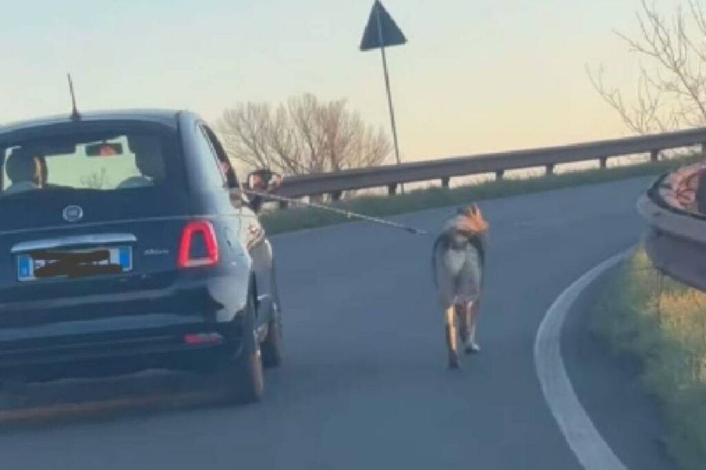 cane trascinato da auto a carpi su a22