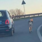 cane trascinato da auto a carpi su a22