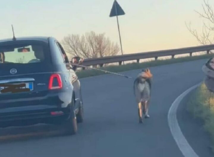 cane trascinato da auto a carpi su a22