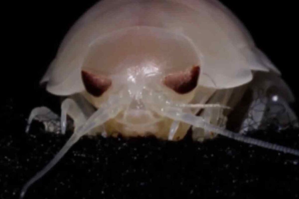 Un crostaceo gigantesco scoperto in Vietnam