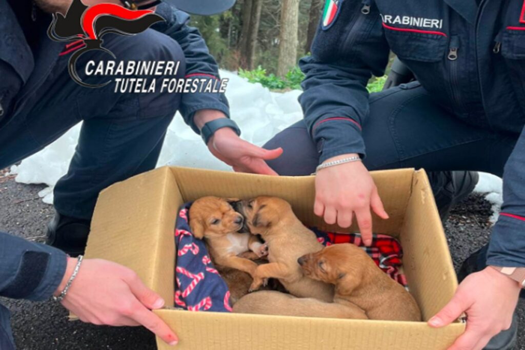 I cinque cuccioli salvati dai carabinieri in provincia di Avellino