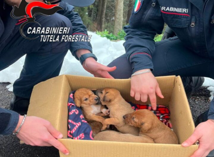 I cinque cuccioli salvati dai carabinieri in provincia di Avellino