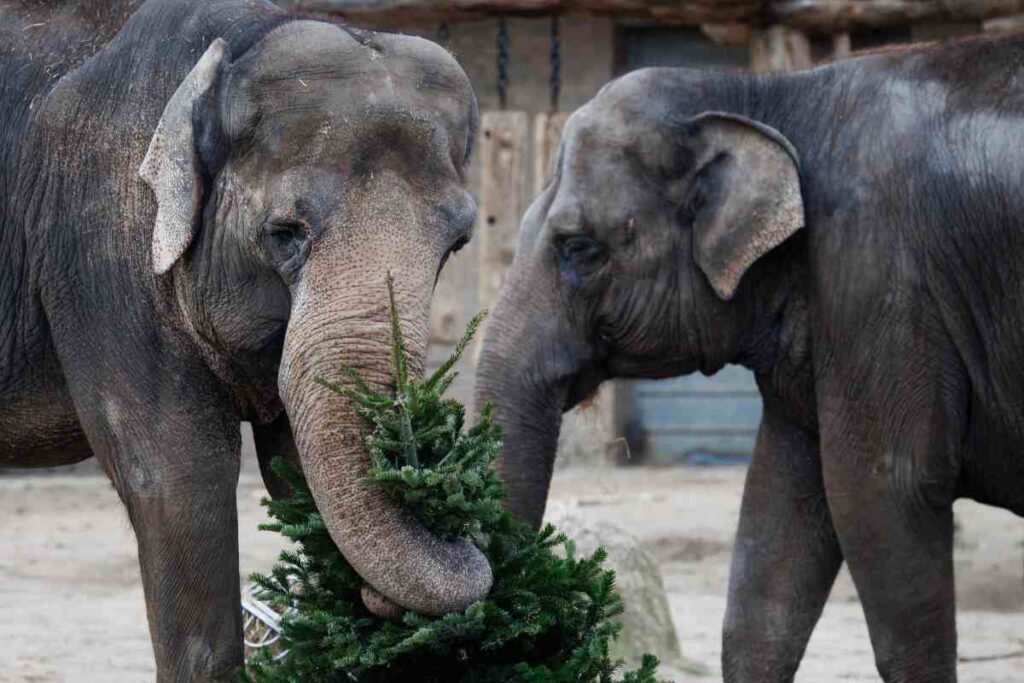 Elefanti mangiano un albero di Natale