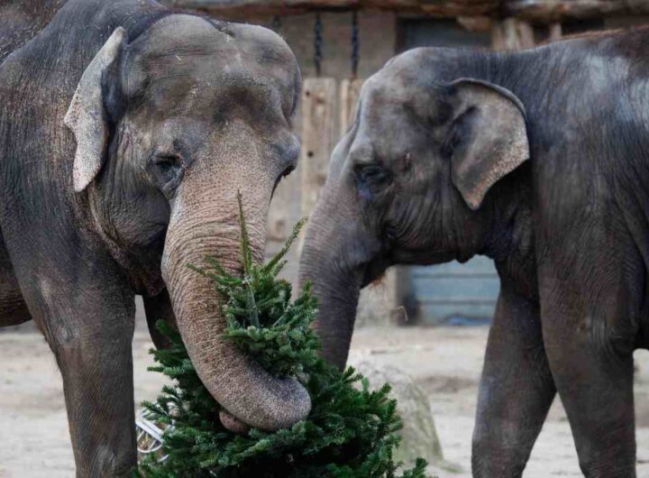 Elefanti mangiano un albero di Natale