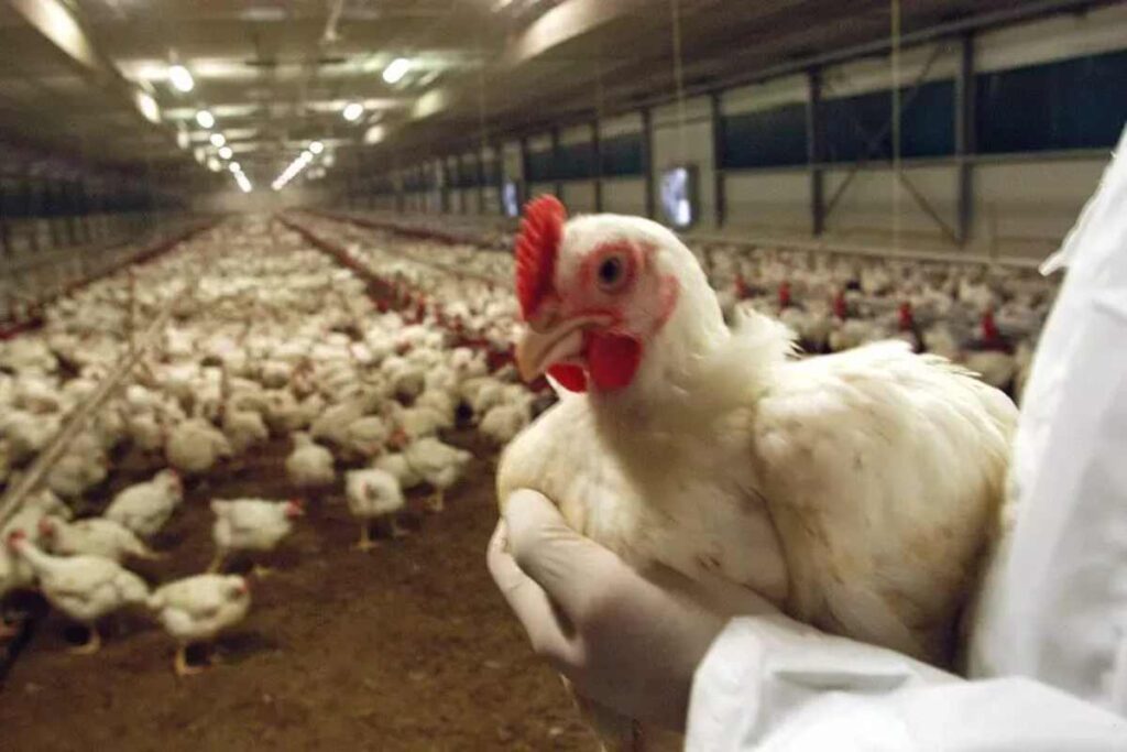 Un allevamento di galline ovaiole