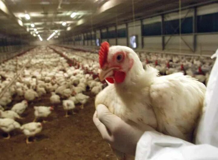 Un allevamento di galline ovaiole