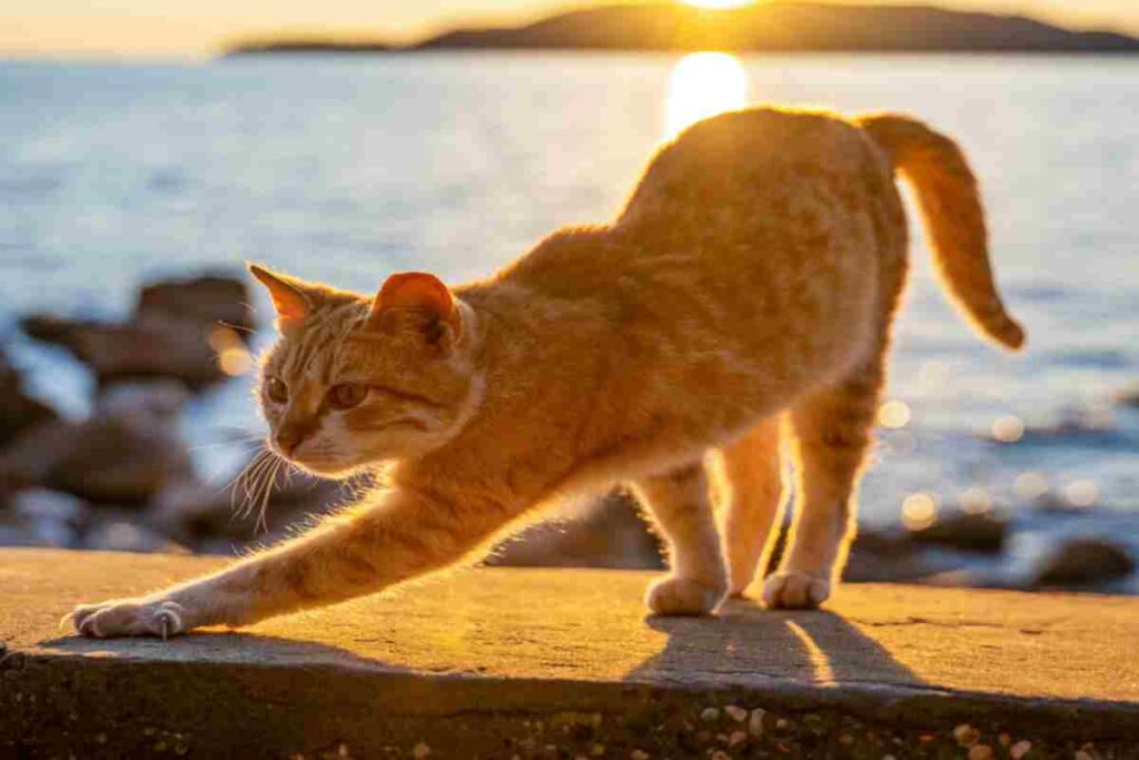 Un gatto dal pelo rosso