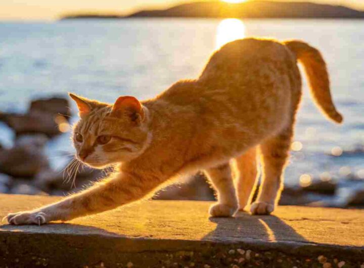 Un gatto dal pelo rosso