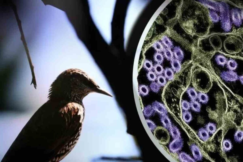 L'influenza aviaria portata dagli uccelli