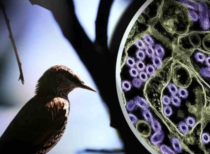 L'influenza aviaria portata dagli uccelli