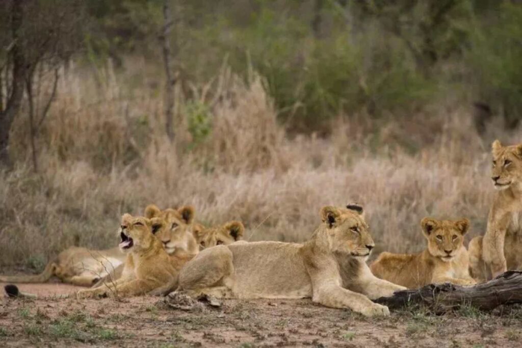 leoni in un parco in africa