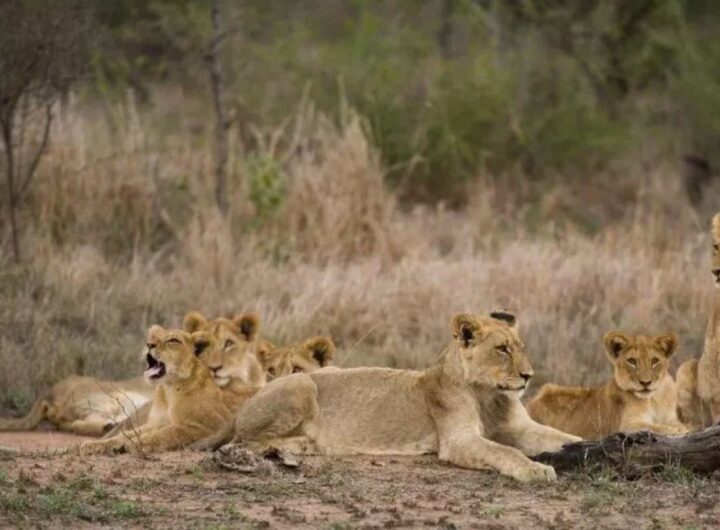 leoni in un parco in africa