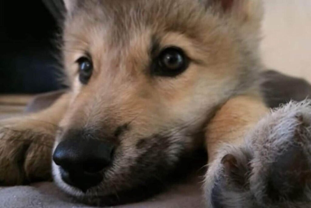 un dolce lupo cucciolo