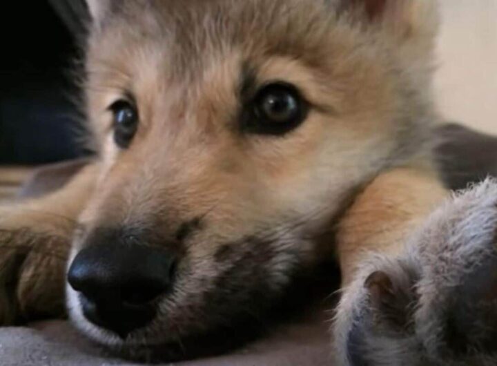 un dolce lupo cucciolo