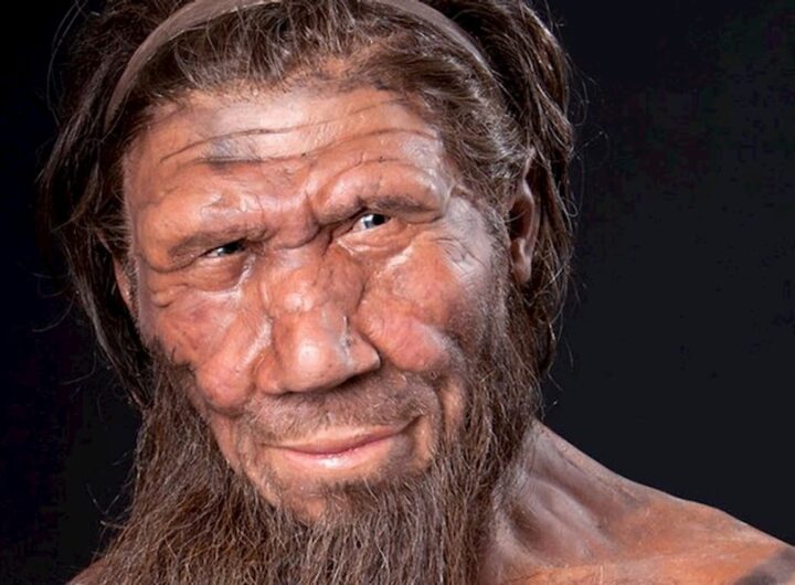 Come era l’organo dei Neanderthal? Il dubbio tormenta gli inglesi