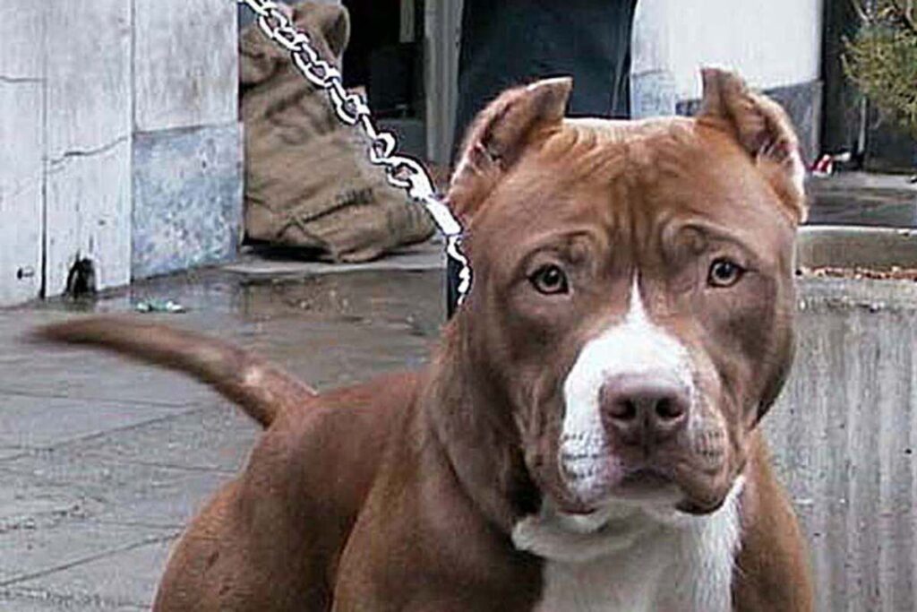 Un pitbull