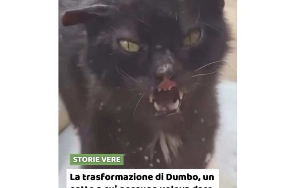 il gatto Dumbo