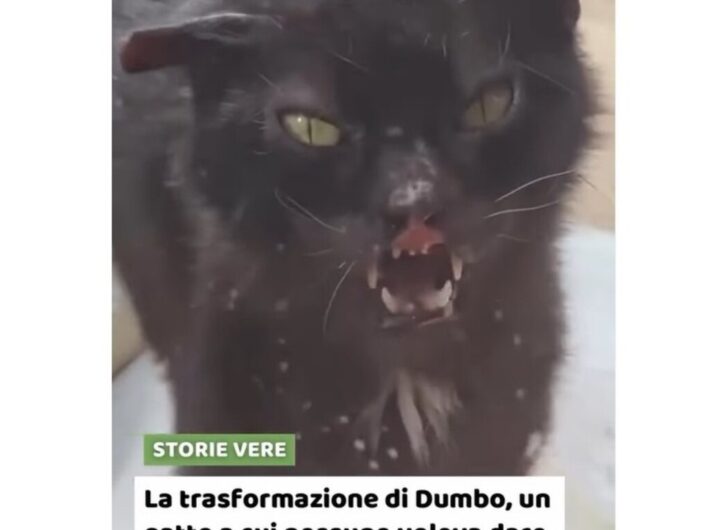 il gatto Dumbo