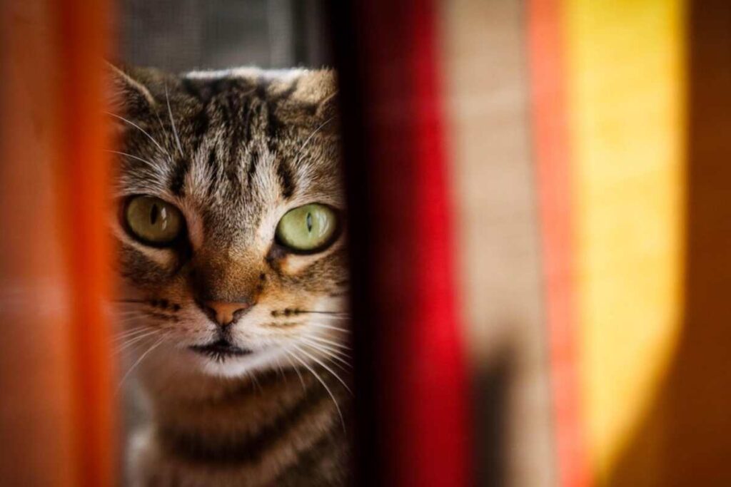 Primo piano di un gatto