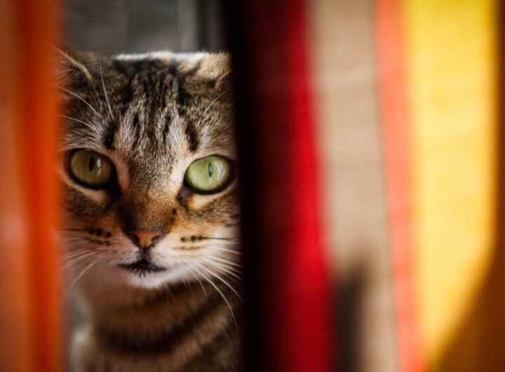 Primo piano di un gatto