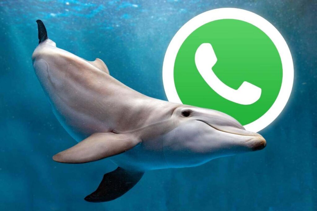 Modalità delfino su WhatsApp