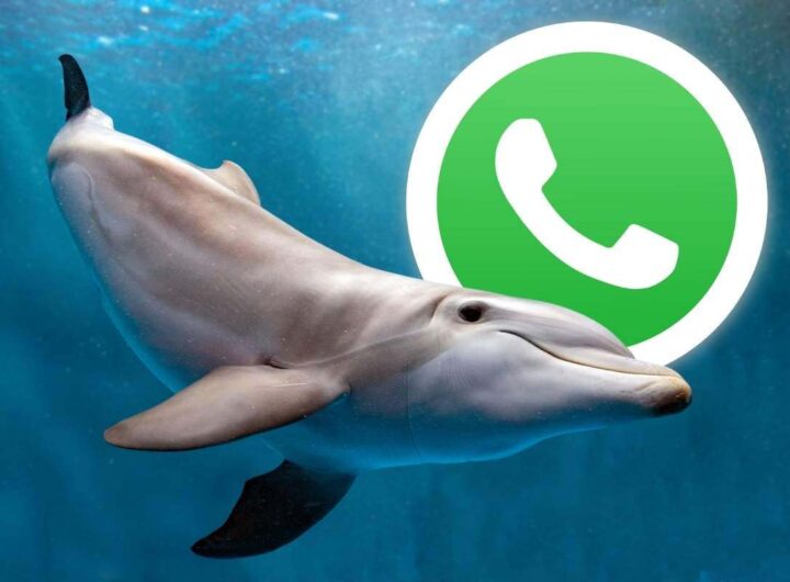 Modalità delfino su WhatsApp