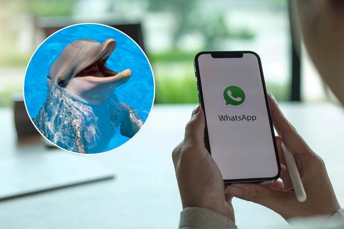 Come attivare la modalità delfino su WhatsApp