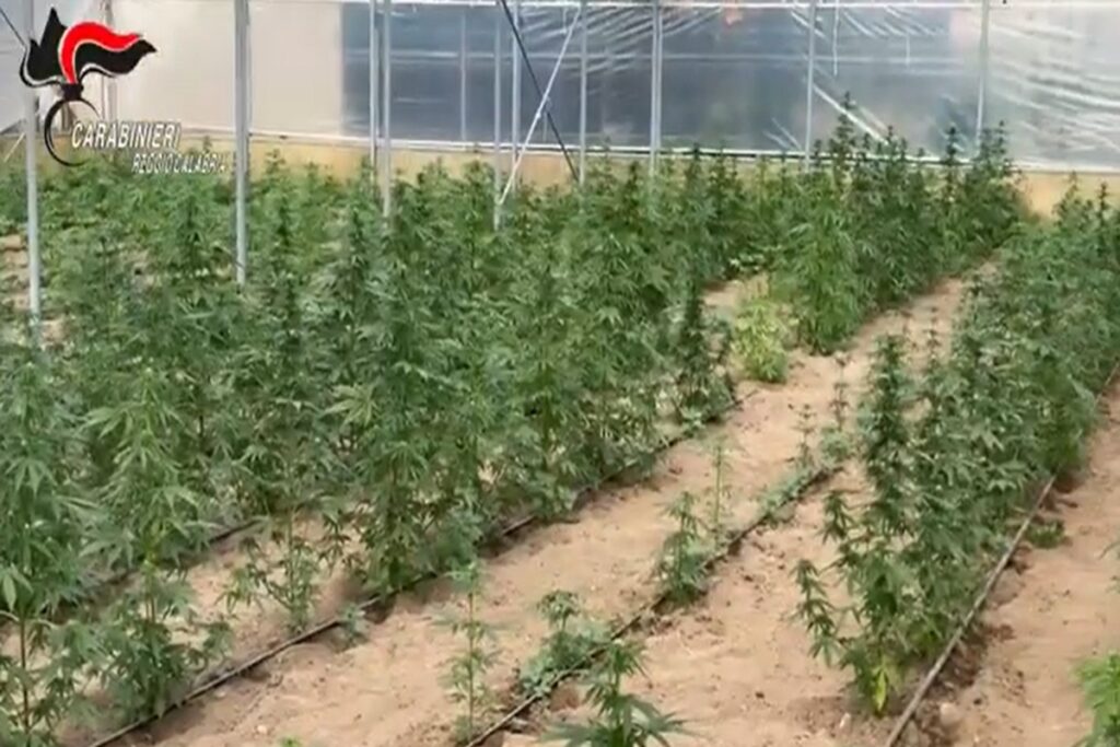 La piantagione di marijuana sequestrata in provincia di Reggio Calabria