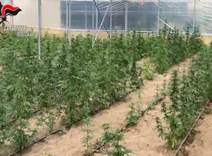 La piantagione di marijuana sequestrata in provincia di Reggio Calabria