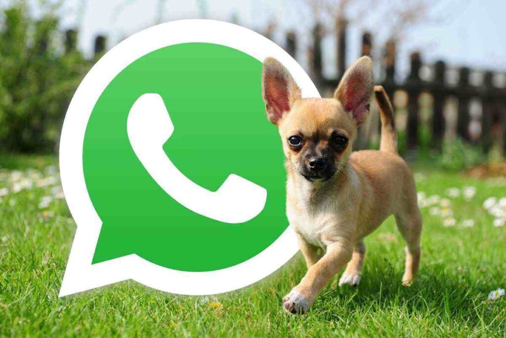 Come attivare la modalità chihuahua su WhatsApp