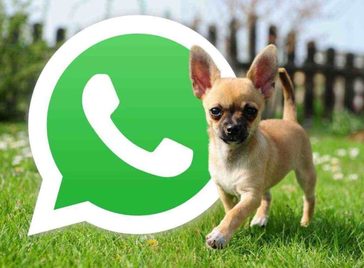 Come attivare la modalità chihuahua su WhatsApp