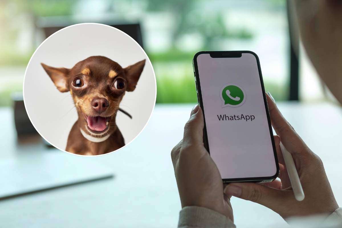 Come si attiva la modalità chihuahua su WhatsApp 