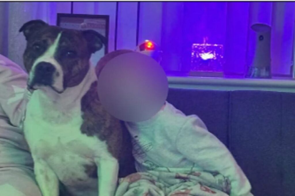 Bruno, il cane che in Inghilterra ha aggredito una donna