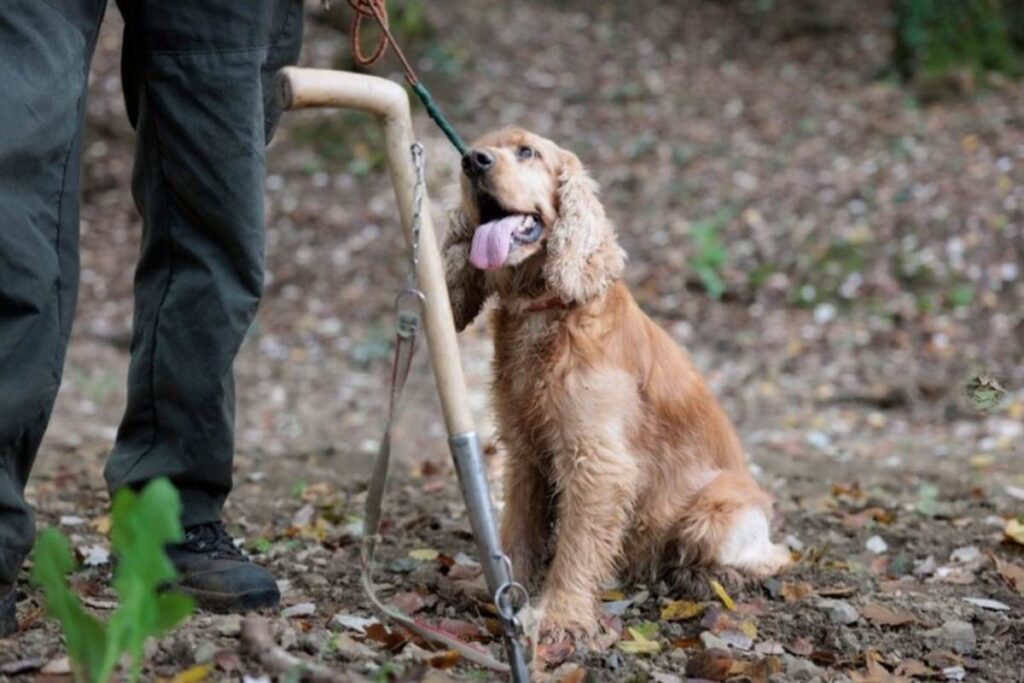 Un cane cocker