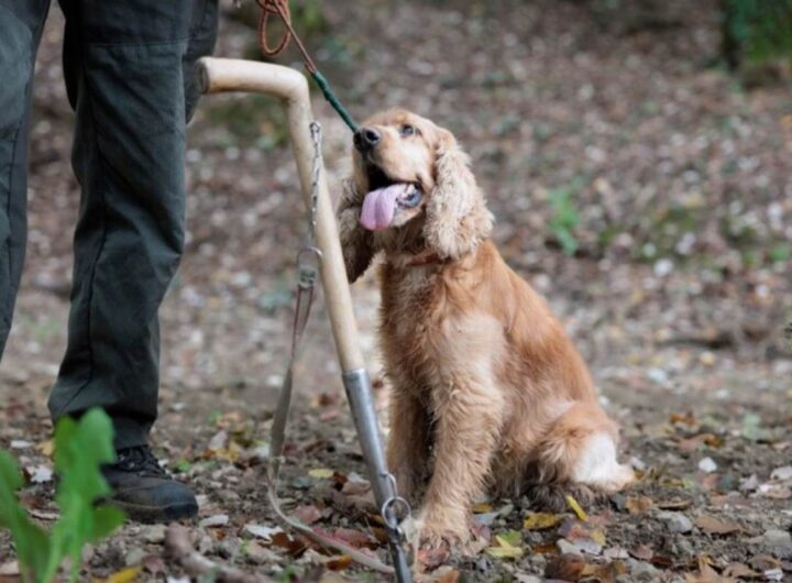 Un cane cocker