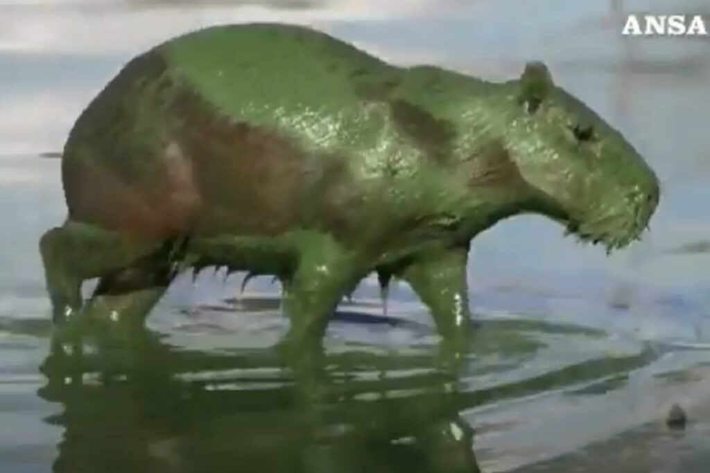 Un capibara che in Brasile esce dall'acqua di un lago ricoperto di alghe verdi