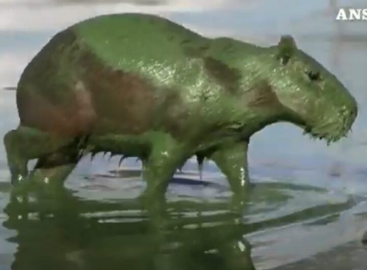 Un capibara che in Brasile esce dall'acqua di un lago ricoperto di alghe verdi