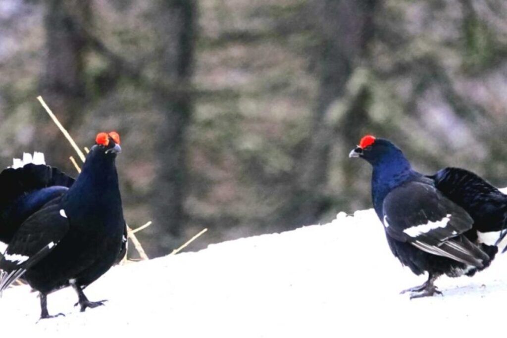 Due esemplari di gallo forcello