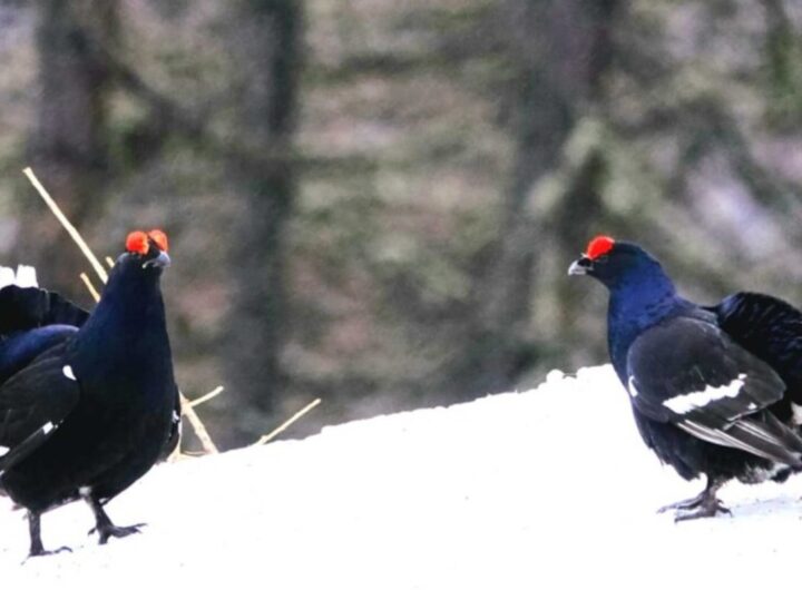 Due esemplari di gallo forcello