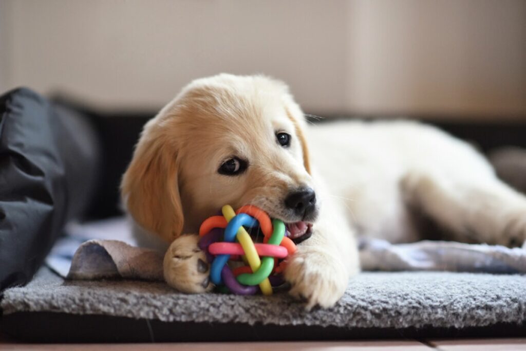 un labrador