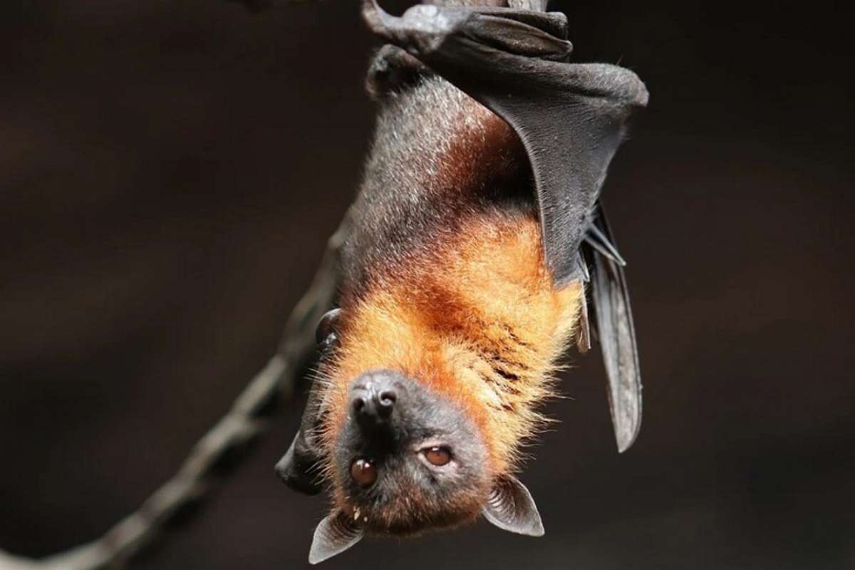 un pipistrello