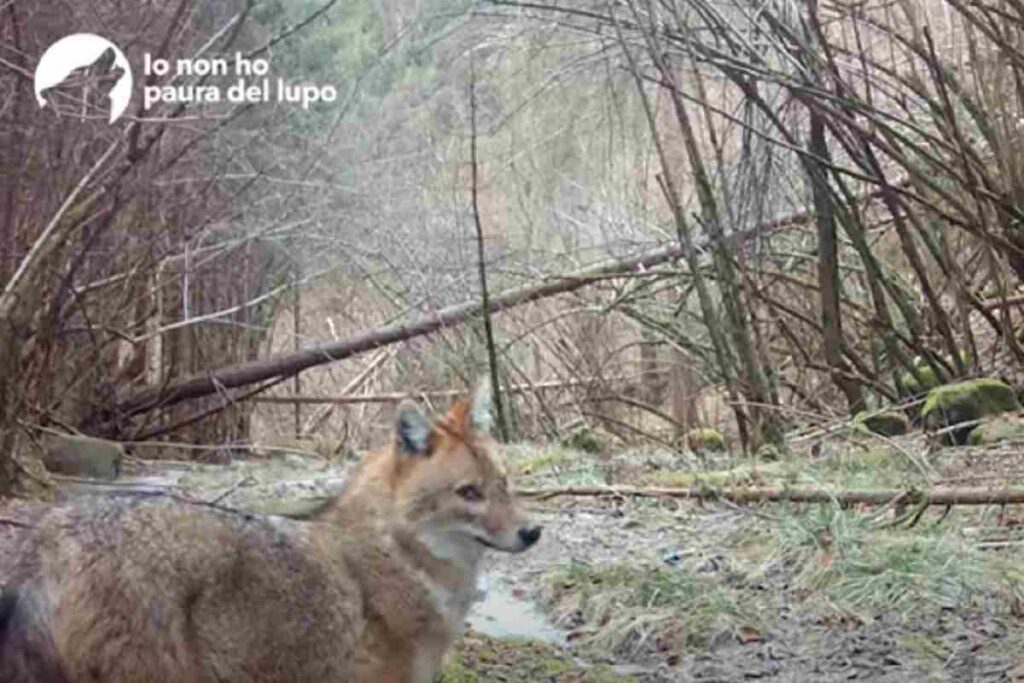 Lo sciacallo dorato avvistato in Trentino