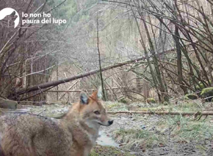 Lo sciacallo dorato avvistato in Trentino