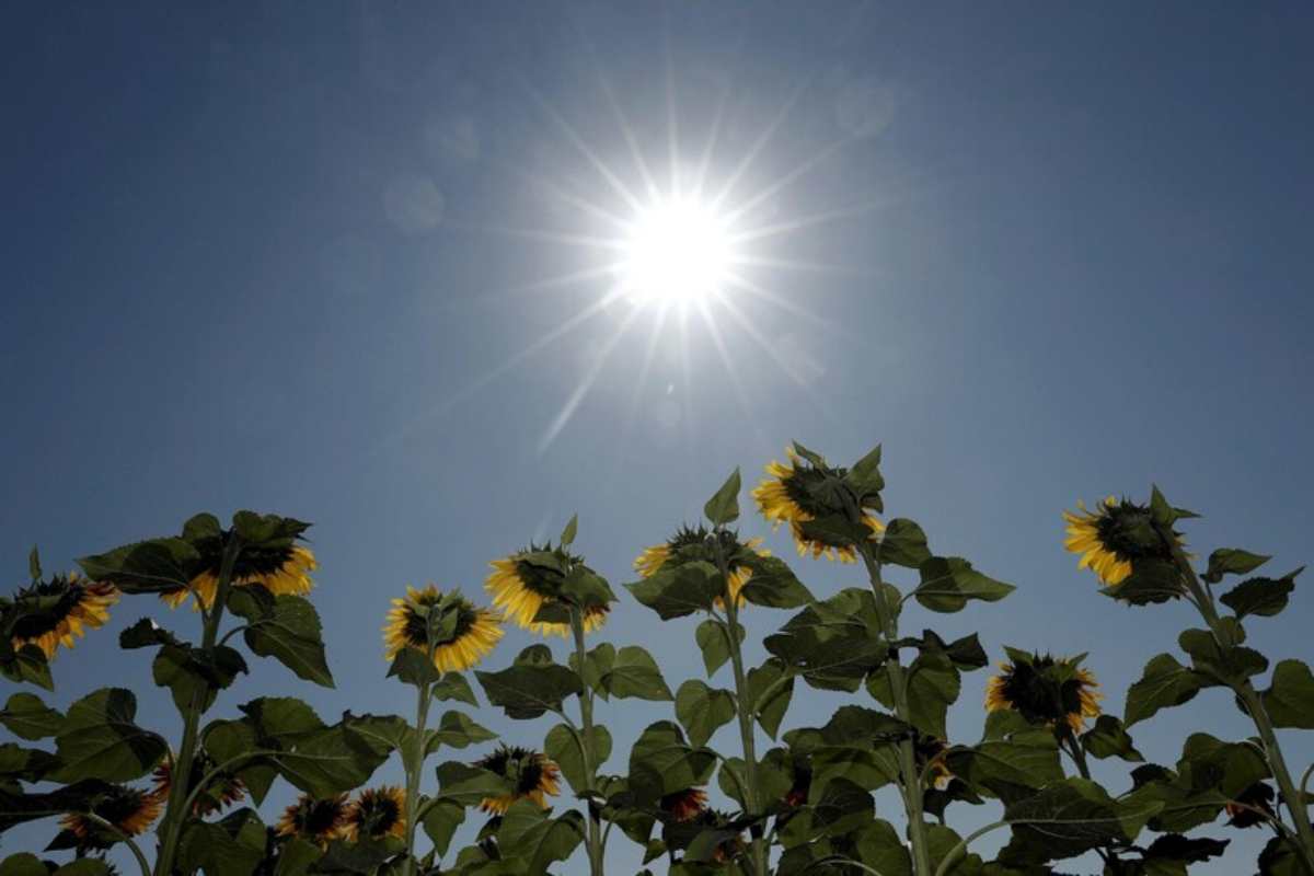 Il sole e dei girasoli