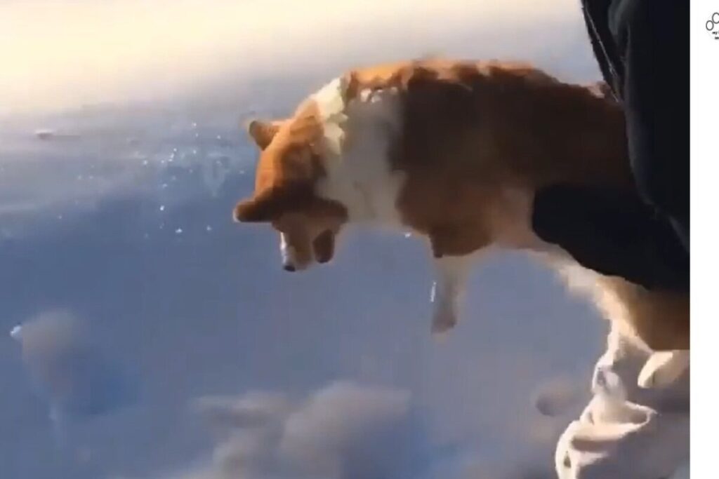 il cane che sembra essere lanciato da un aereo