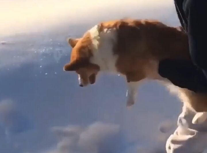 il cane che sembra essere lanciato da un aereo