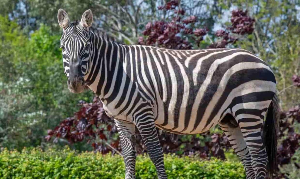 Rinoceronte furioso uccide una zebra allo zoo