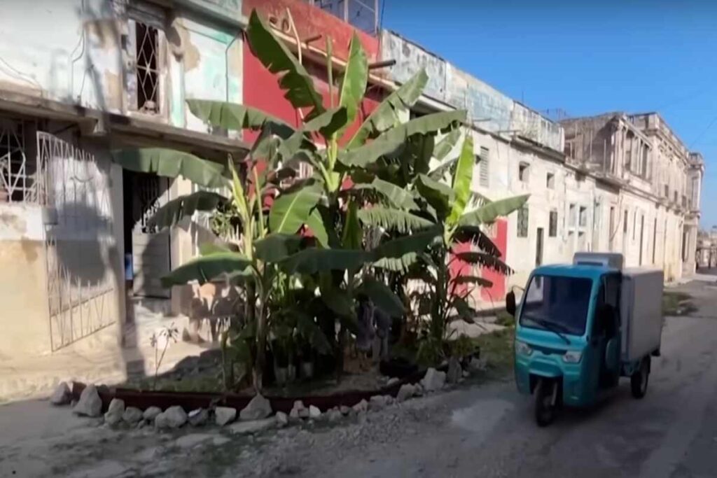 La buca in strada trasformata in una piantagione di banane